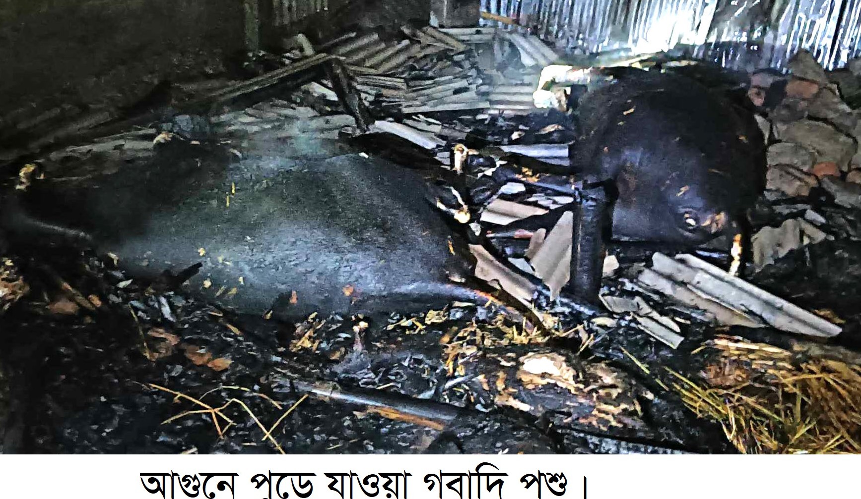 ভোলাহাটে অগ্নিকান্ডে ভস্মীভূত কৃষকের ৮টি গবাদিপশু 